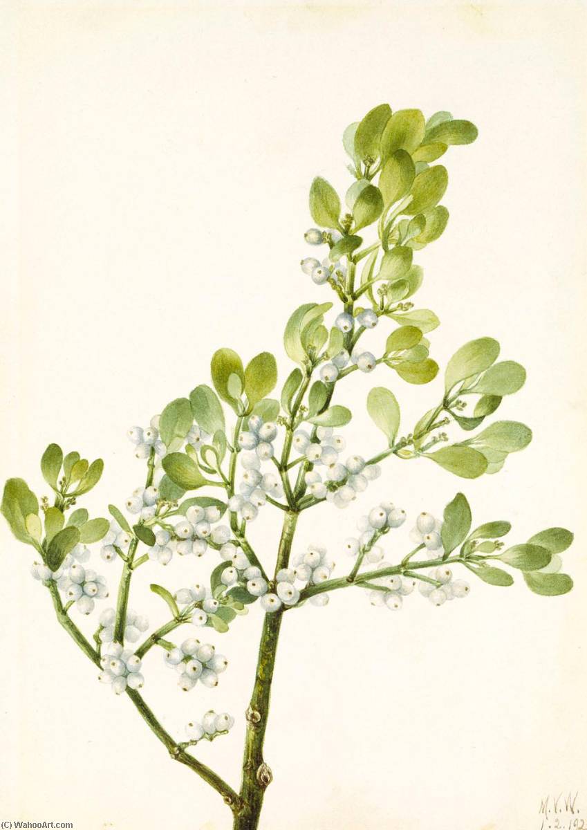 Order Oil Painting Replica American Mistletoe (Phoradendron flavescens), 1923 by Mary Morris Vaux Walcott (1860-1940) | ArtsDot.com