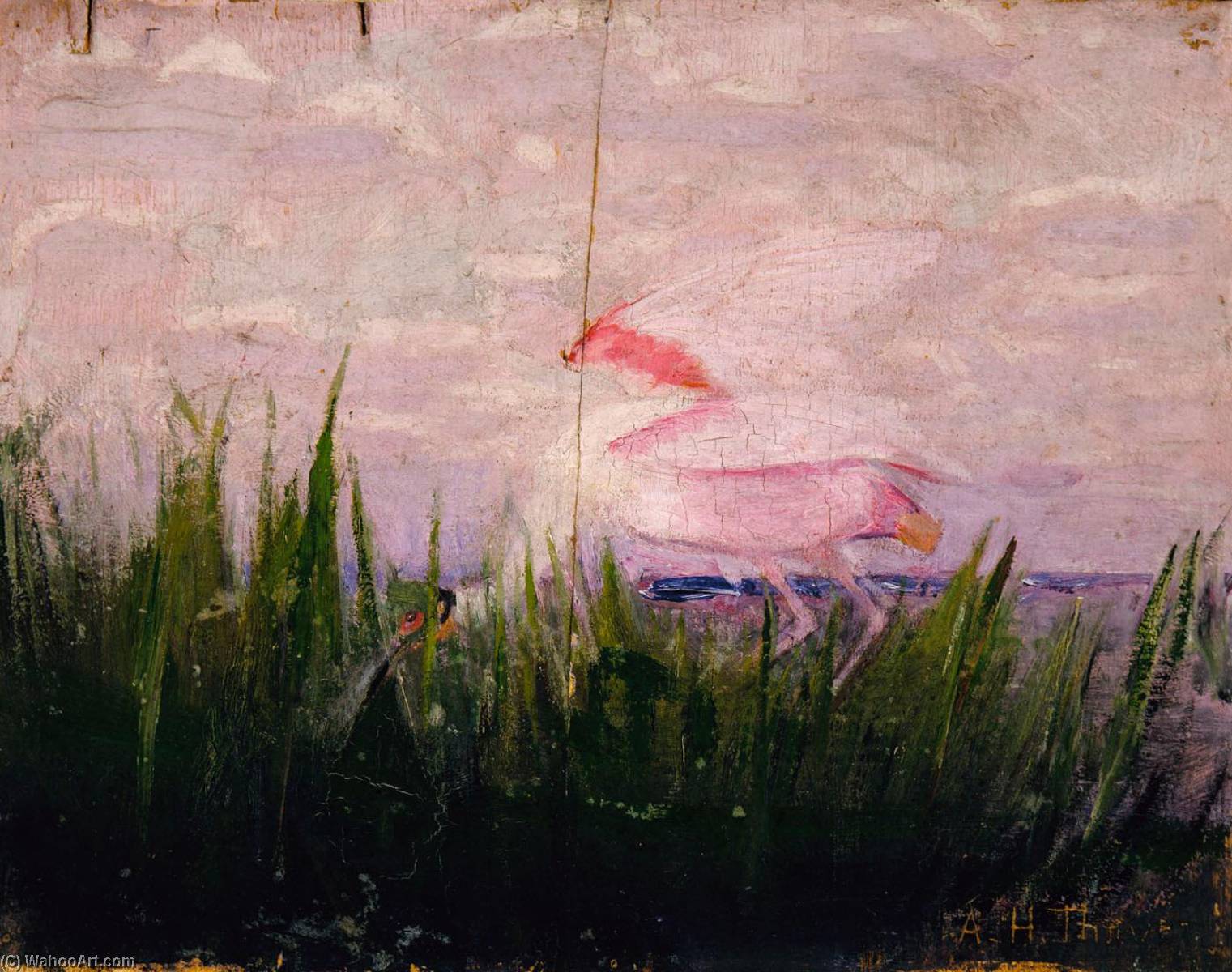 Order Art Reproductions Roseate Spoonbill, study for book Concealing Coloration in the Animal Kingdom, 1909 by Abbott Handerson Thayer (1849-1921, United States) | ArtsDot.com