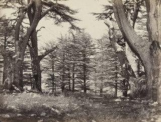 Order Artwork Replica Cedars of Lebanon ( 615), 1860 by Francis Frith (1822-1898) | ArtsDot.com