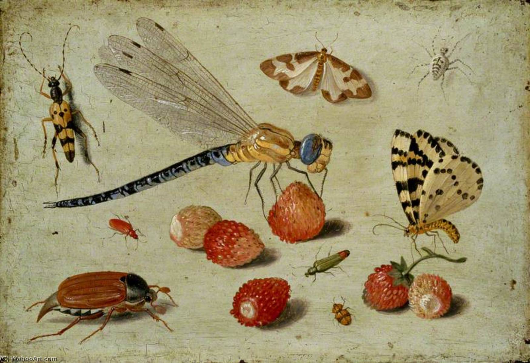 Order Artwork Replica A Dragon fly, two Moths, a Spider and some Beetles, with wild Strawberries, 1650 by Jan Van Kessel The Elder (1626-1679) | ArtsDot.com