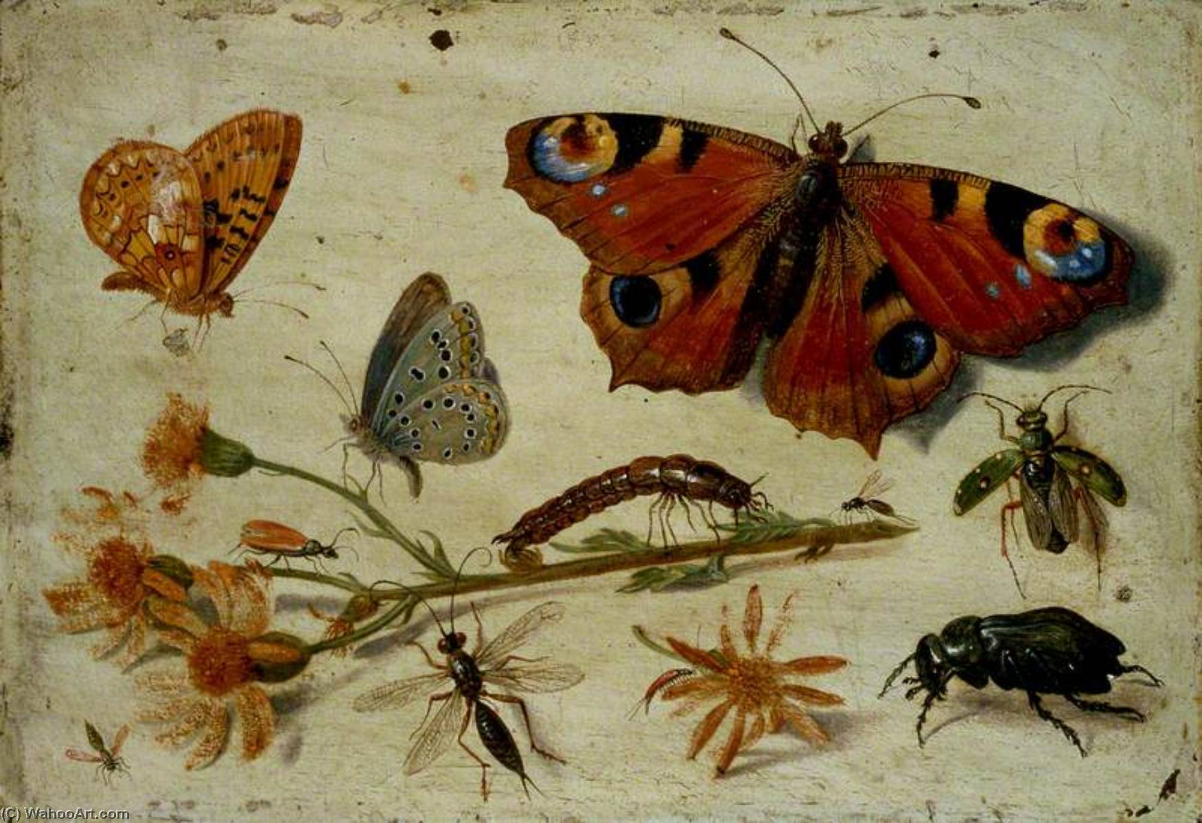 Buy Museum Art Reproductions Three Butterflies, a Beetle and other Insects, with a Cutting of Ragwort, 1650 by Jan Van Kessel The Elder (1626-1679) | ArtsDot.com