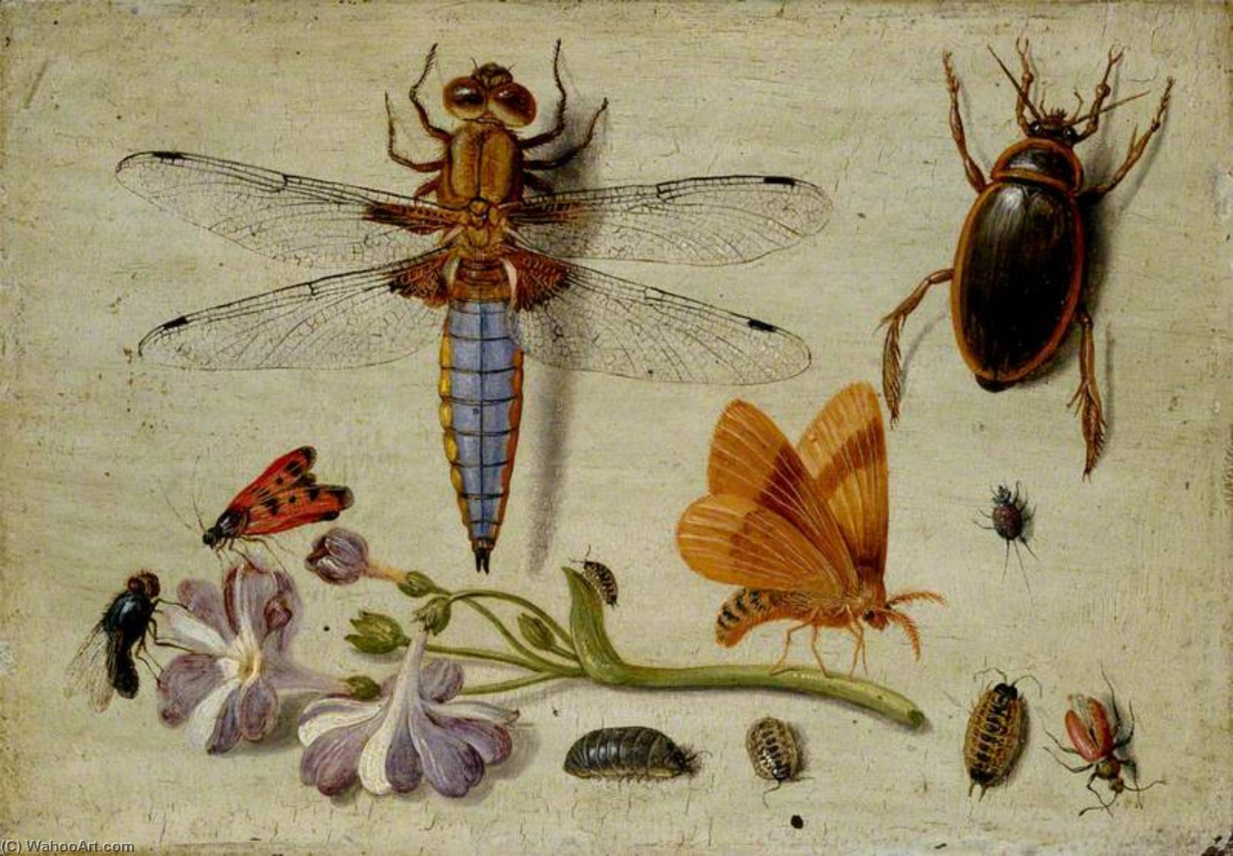Order Oil Painting Replica A Cockchafer, Beetle, Woodlice and other Insects, with a Sprig of Auricula, 1650 by Jan Van Kessel The Elder (1626-1679) | ArtsDot.com