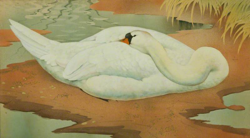 Buy Museum Art Reproductions Young Swan, 1935 by Charles Frederick Tunnicliffe (Inspired By) (1901-1979, United Kingdom) | ArtsDot.com