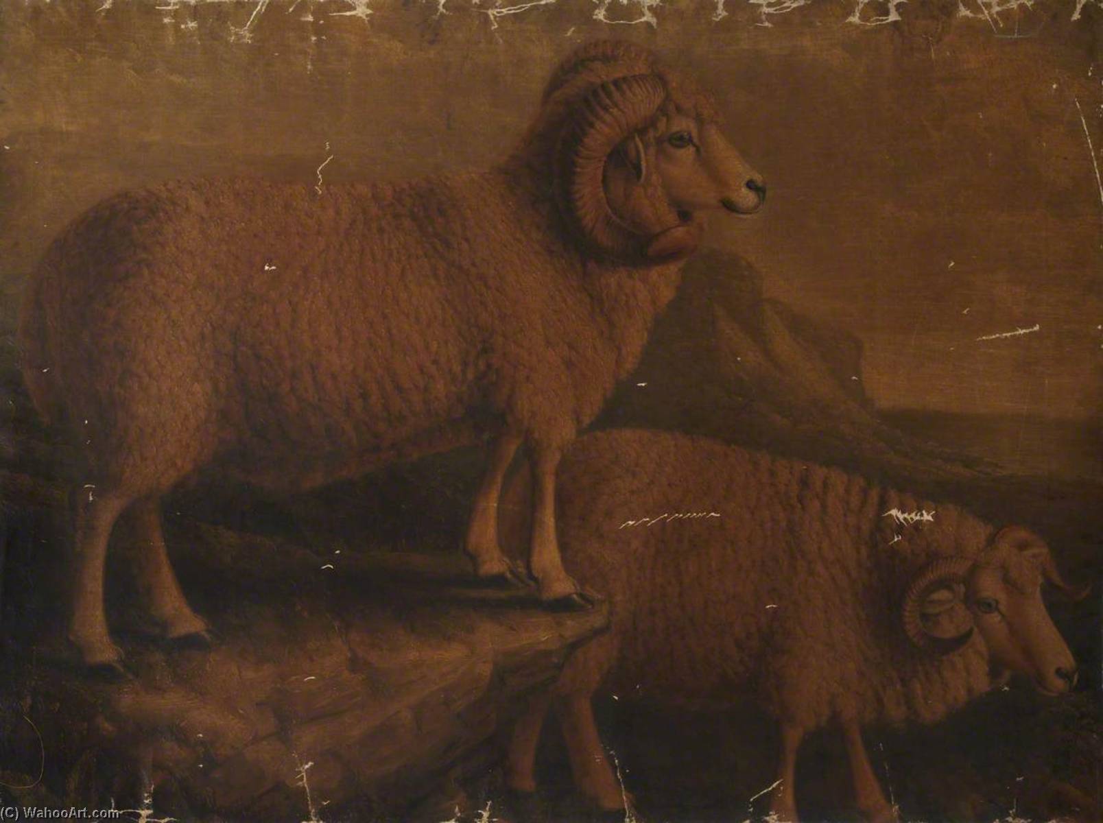 Order Art Reproductions Dorset Ram and Ewe by William Shiels (1785-1857) | ArtsDot.com