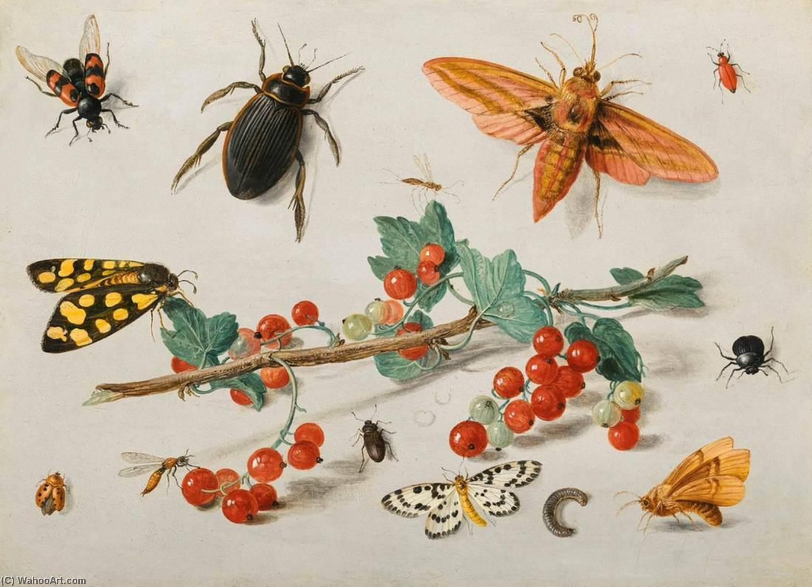 Buy Museum Art Reproductions Insects, 1650 by Jan Van Kessel The Elder (1626-1679) | ArtsDot.com