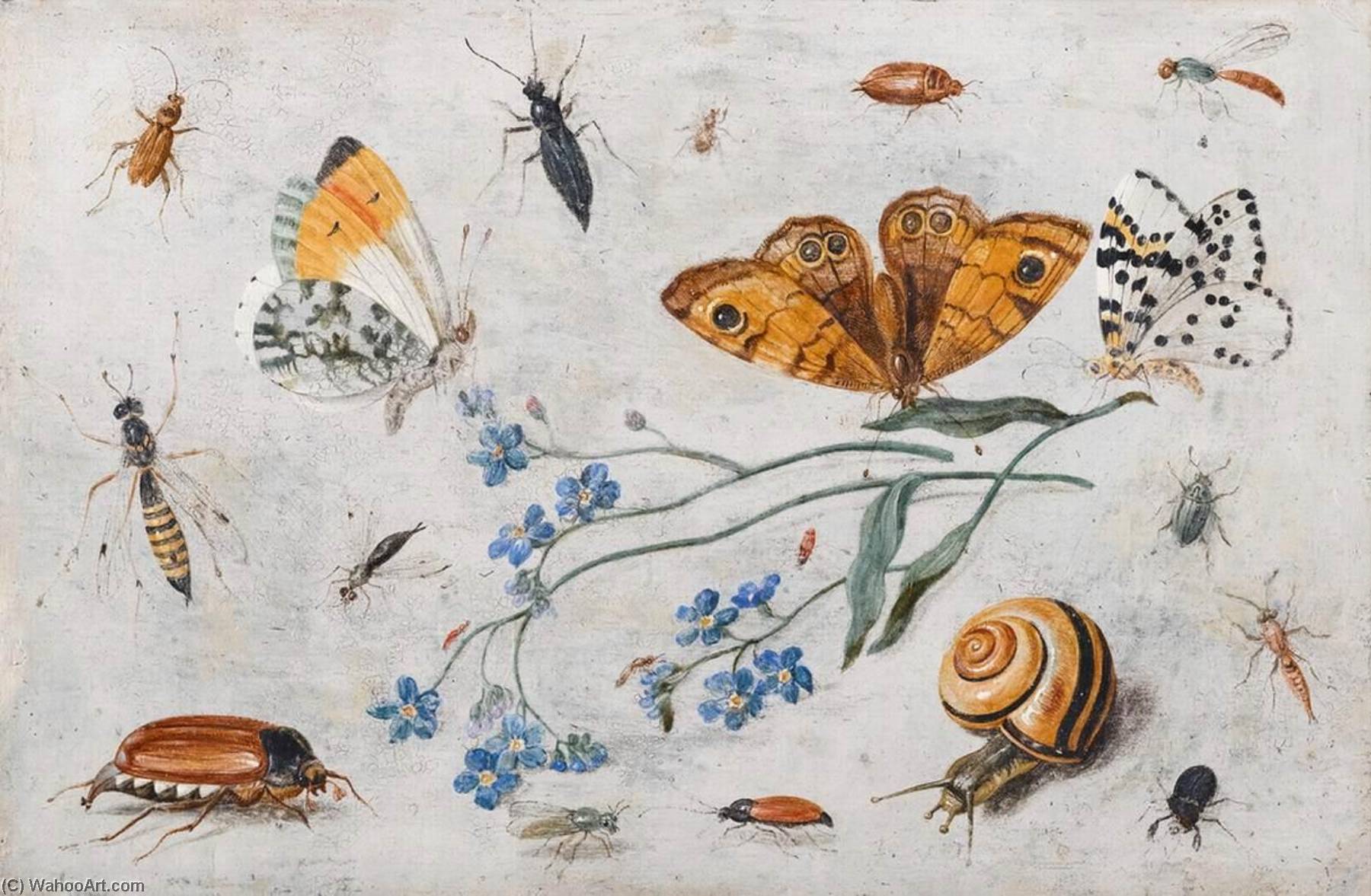 Order Art Reproductions Study of Insects, Butterflies and a Snail with a Sprig of Forget Me Nots, 1659 by Jan Van Kessel The Elder (1626-1679) | ArtsDot.com