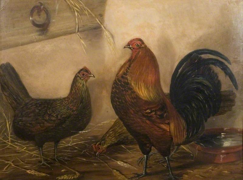 顺序 藝術再現 Cock and Two Hens 。 通过 John Vine (1808-1867) | ArtsDot.com