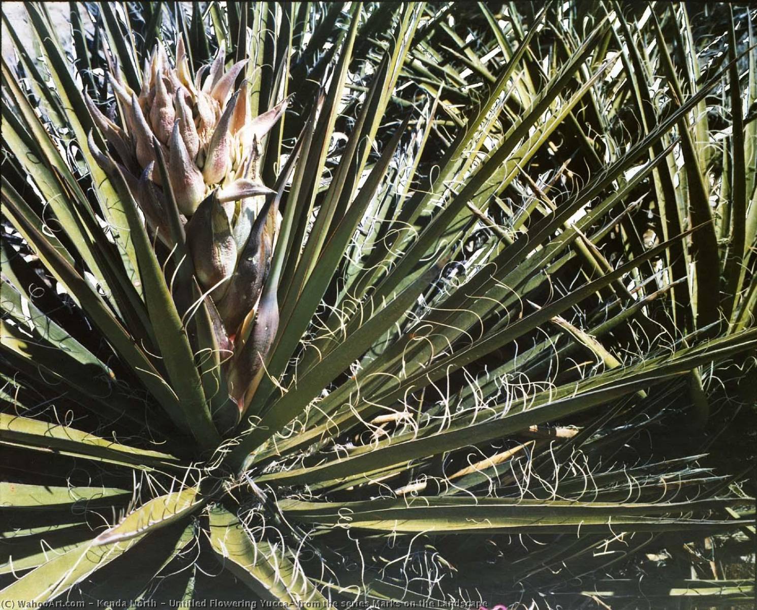 Untitled Flowering Yucca, from the series Marks on the Landscape, 1985 by Kenda North Kenda North | ArtsDot.com