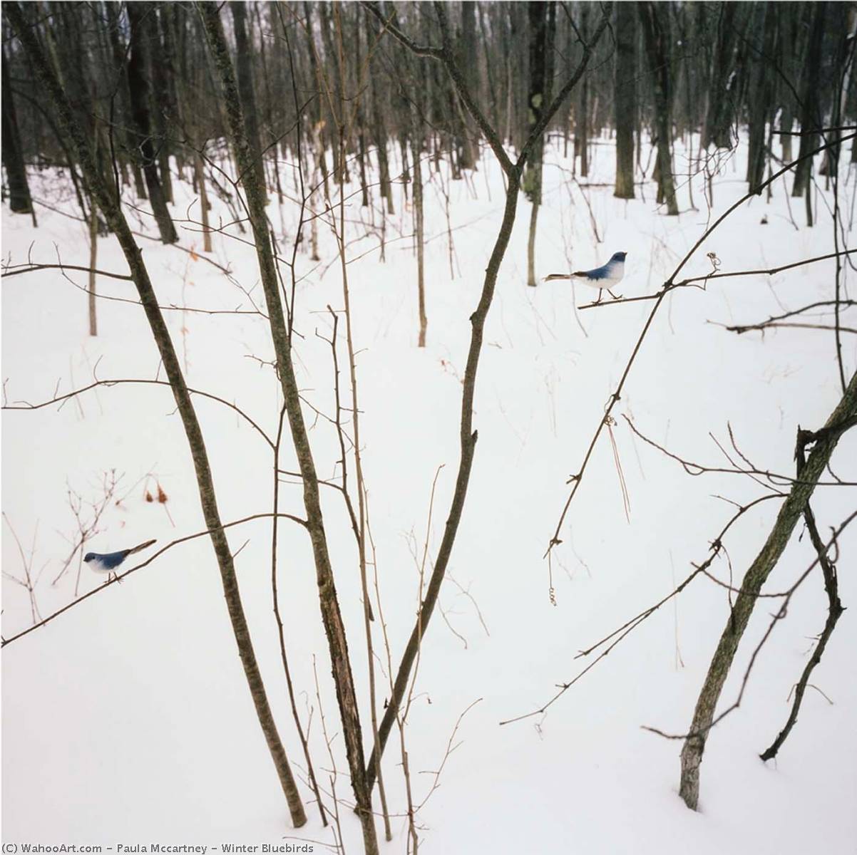 Winter Bluebirds, 2005 by Paula Mccartney Paula Mccartney | ArtsDot.com