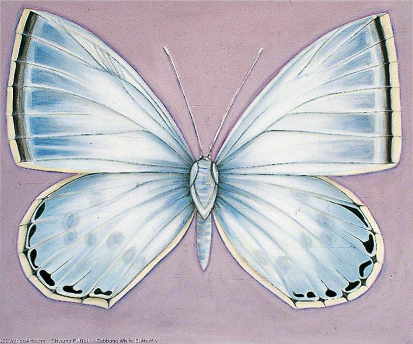 Cabbage White Butterfly, 2002 by Shyama Ruffell Shyama Ruffell | ArtsDot.com