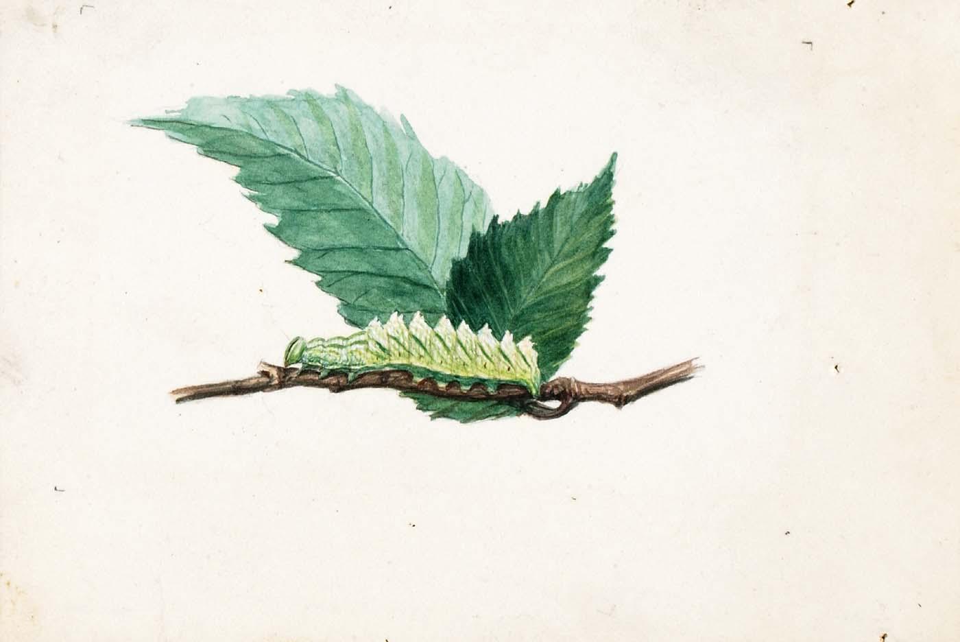 Order Oil Painting Replica Jagged Leaf Edge Caterpillar, study for book Concealing Coloration in the Animal Kingdom by Louis Agassiz Fuertes (1874-1927, United States) | ArtsDot.com