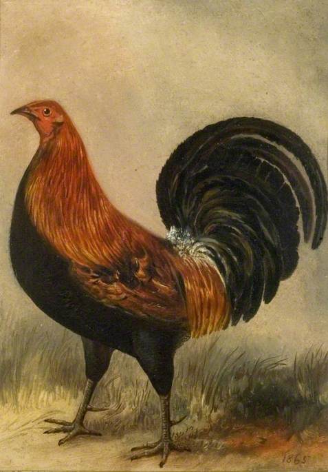 Ordinare Riproduzioni D'arte Cockerel, 1865 di John Vine (1808-1867) | ArtsDot.com